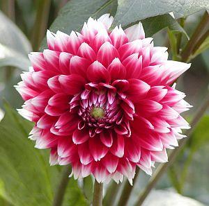 Gladiolus Nova lux 7ks